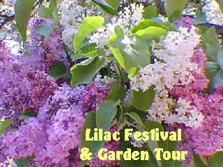 wrightwood lilac festival and garden tour photo tour