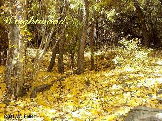 autumn