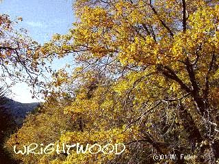 autumn