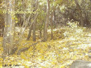 fall