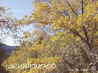 fall