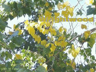 fall