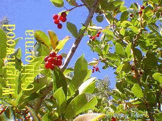 summer