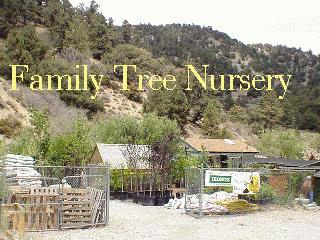 Family Tree Nursery, Wrightwood, CA